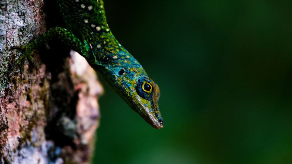 Photo macro d'un magnifique lézard à Anba So, Martinique