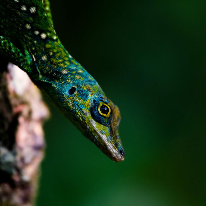 photo-anba-so-schoelcher-lezard Photo macro d'un magnifique lézard à Anba So, Martinique