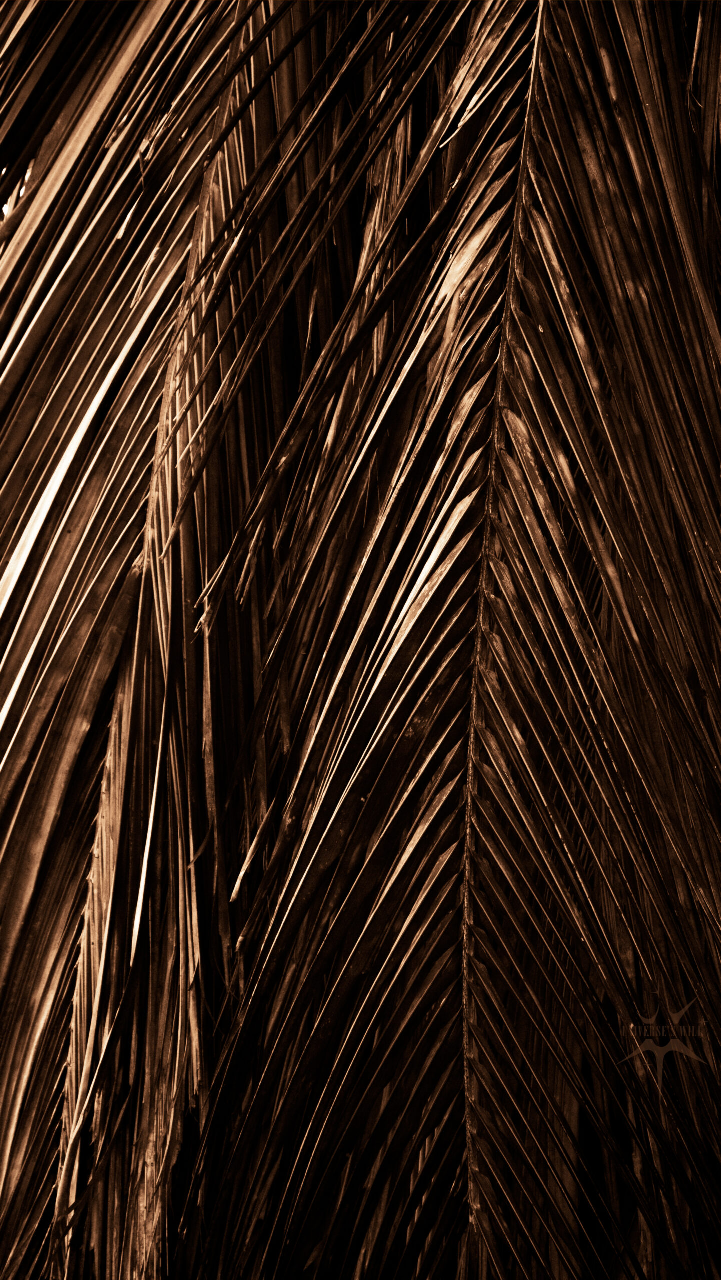 Photo d'un mur de branches de cocotier à Anse Macabou