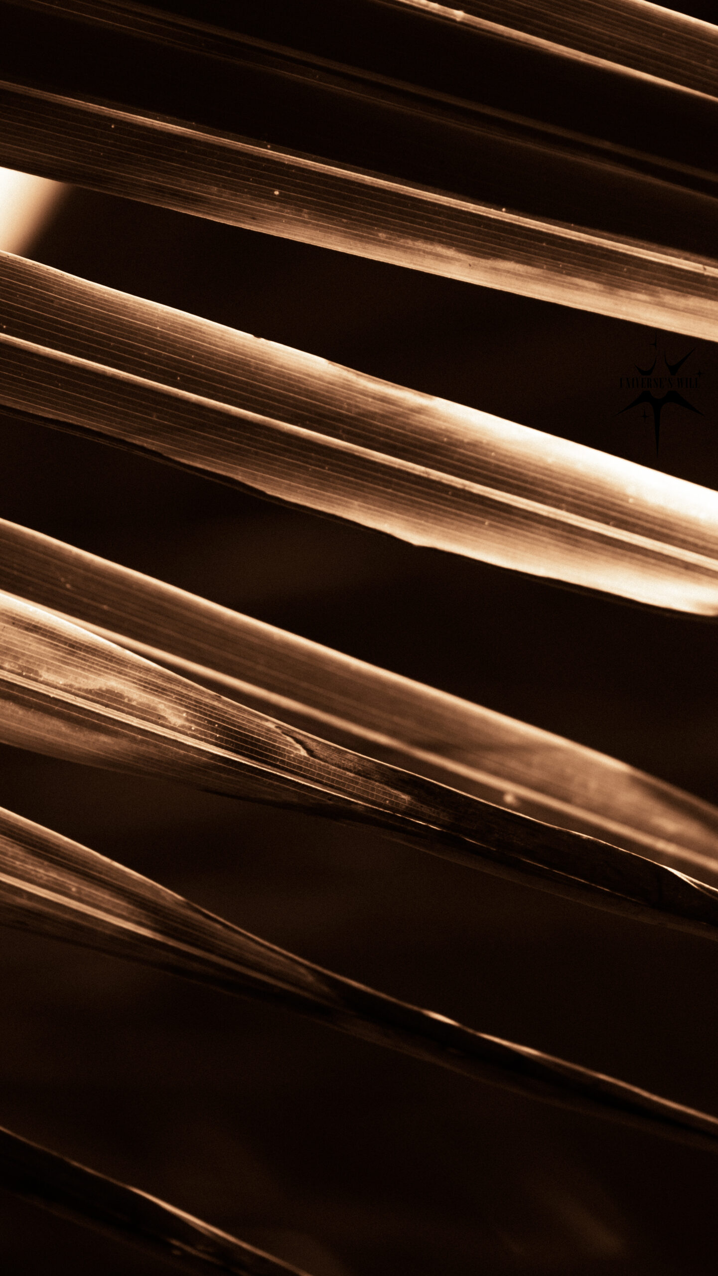 photo-anse-macabou-feuille-cocotier Photo d'une feuille de cocotier à Anse Macabou