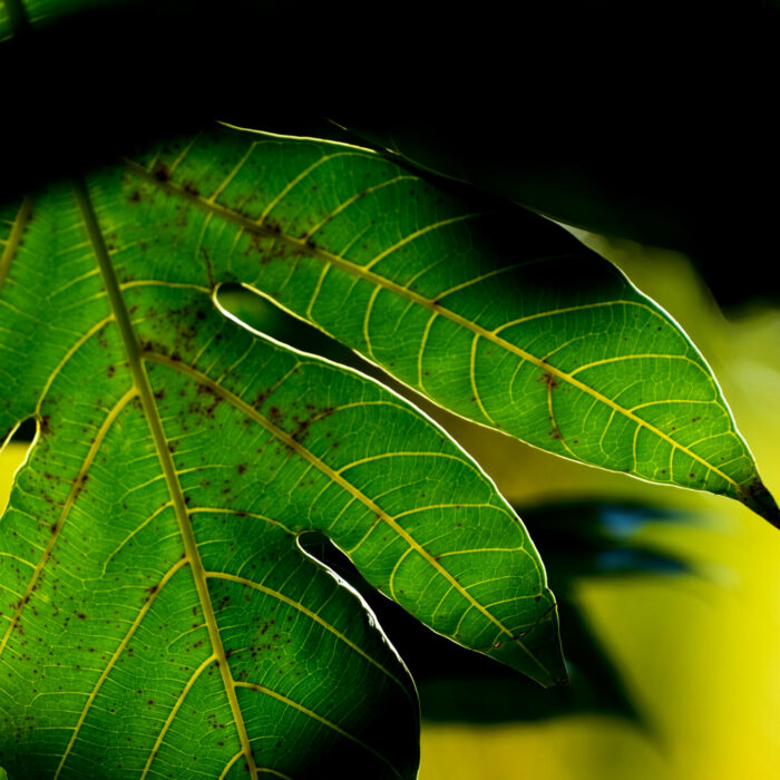 photo-attila-feuille-fruit-pain Photo d'une feuille de fruit à pain à Attila, Morne-Vert