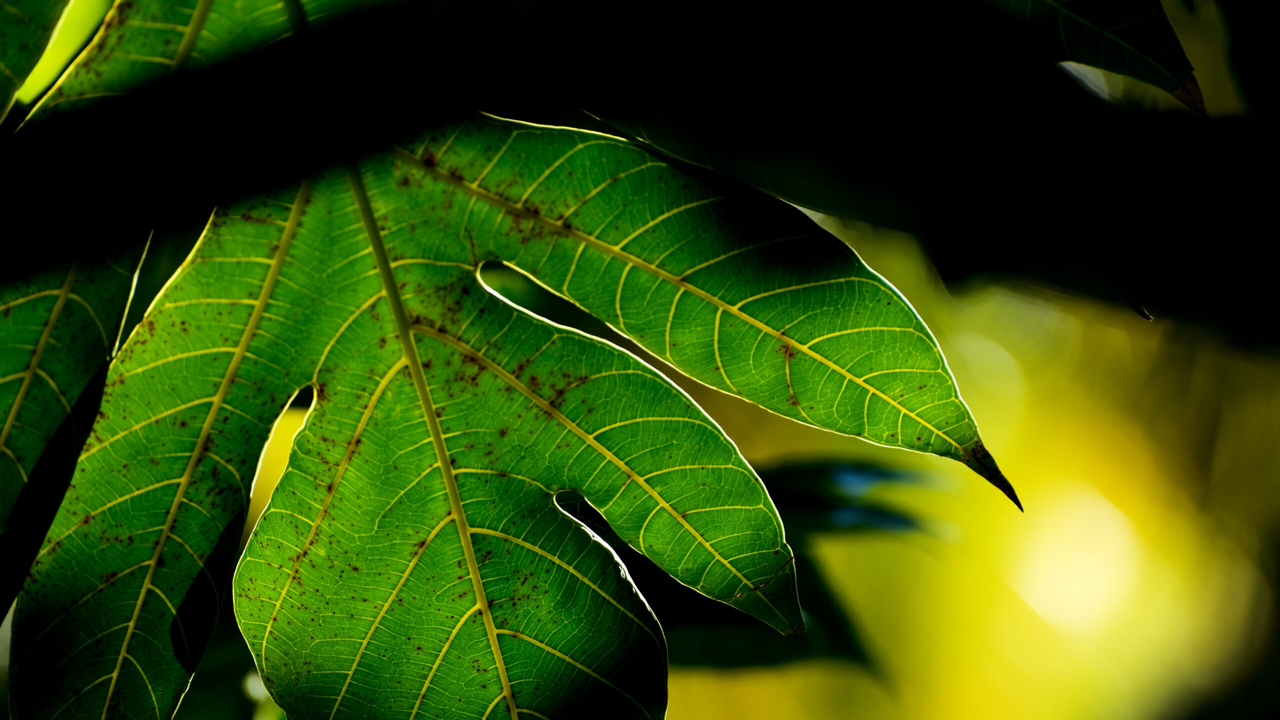 Photo d'une feuille de fruit à pain à Attila, Morne-Vert