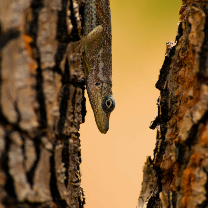 photo-bellefontaine-lezard-secheresse Photo d'un lézard entre deux troncs secs à Bellefontaine