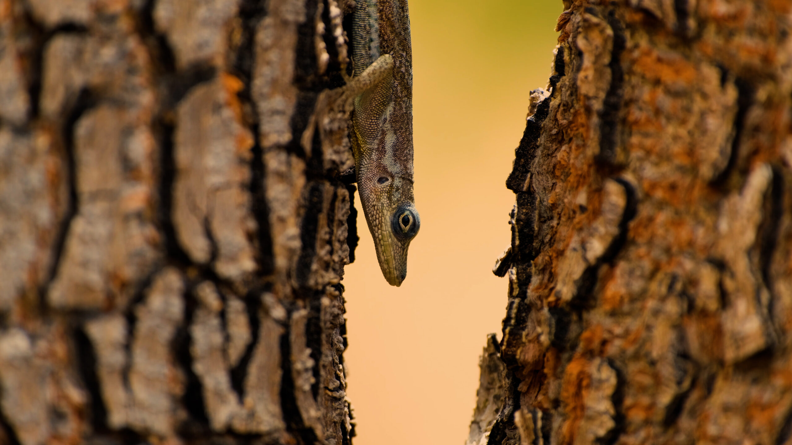 Photo d'un lézard entre deux troncs secs à Bellefontaine