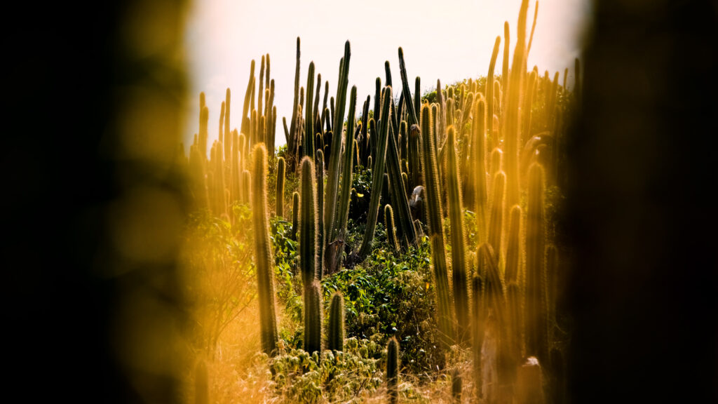 Photo de cactus sur l'ilet Chevalier à Sainte-Anne