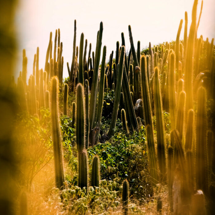 photo-cap-chevalier-cactus-soucher-soleil Photo de cactus sur l'ilet Chevalier à Sainte-Anne