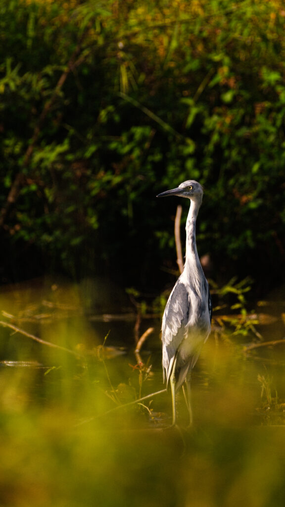 Photo d'une aigrette grise à la rivière du Carbet, Martinique