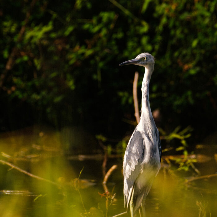 photo-carbet-aigrette Photo d'une aigrette grise à la rivière du Carbet, Martinique