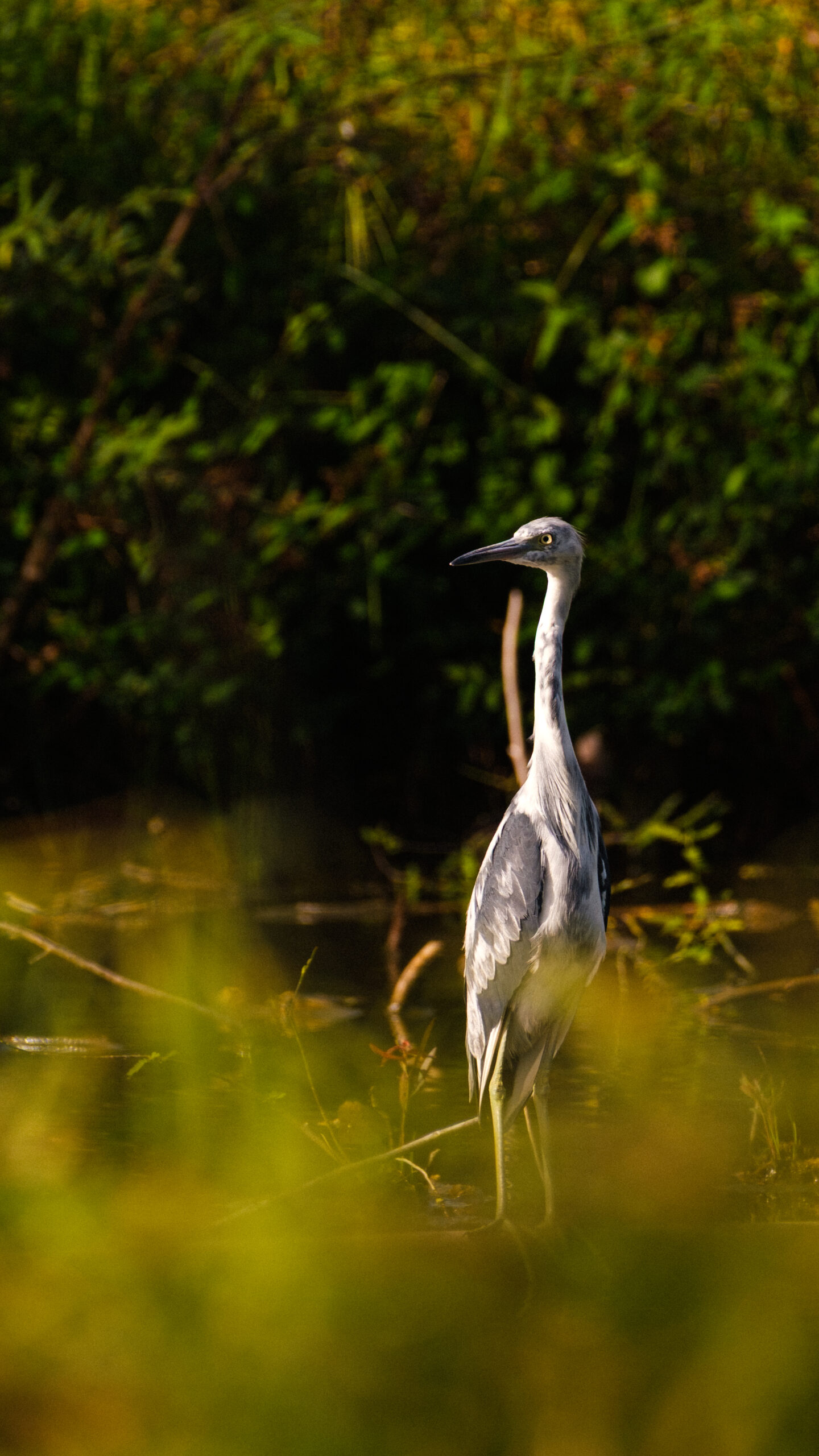 Photo d'une aigrette grise à la rivière du Carbet, Martinique