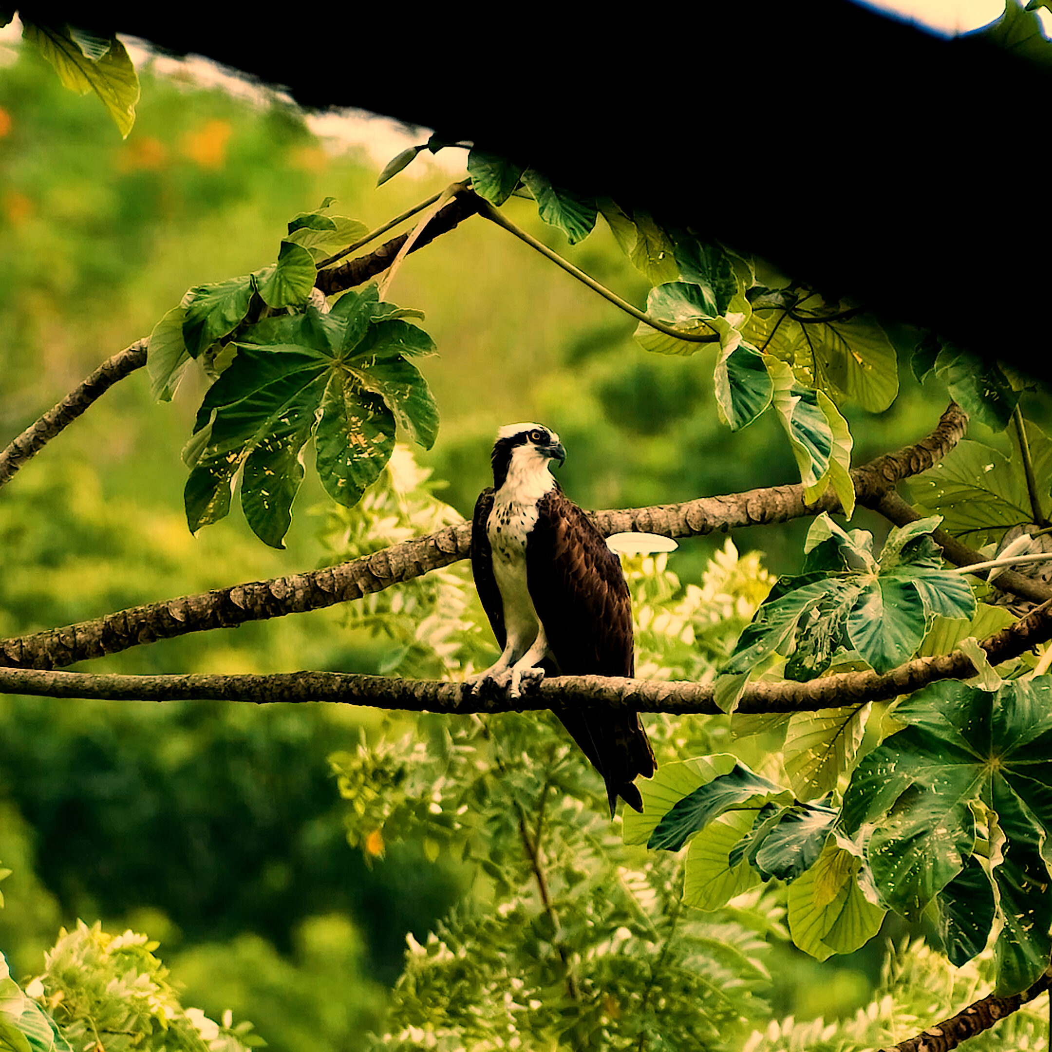 Photo d'un magnifique balbuzard au Carbet