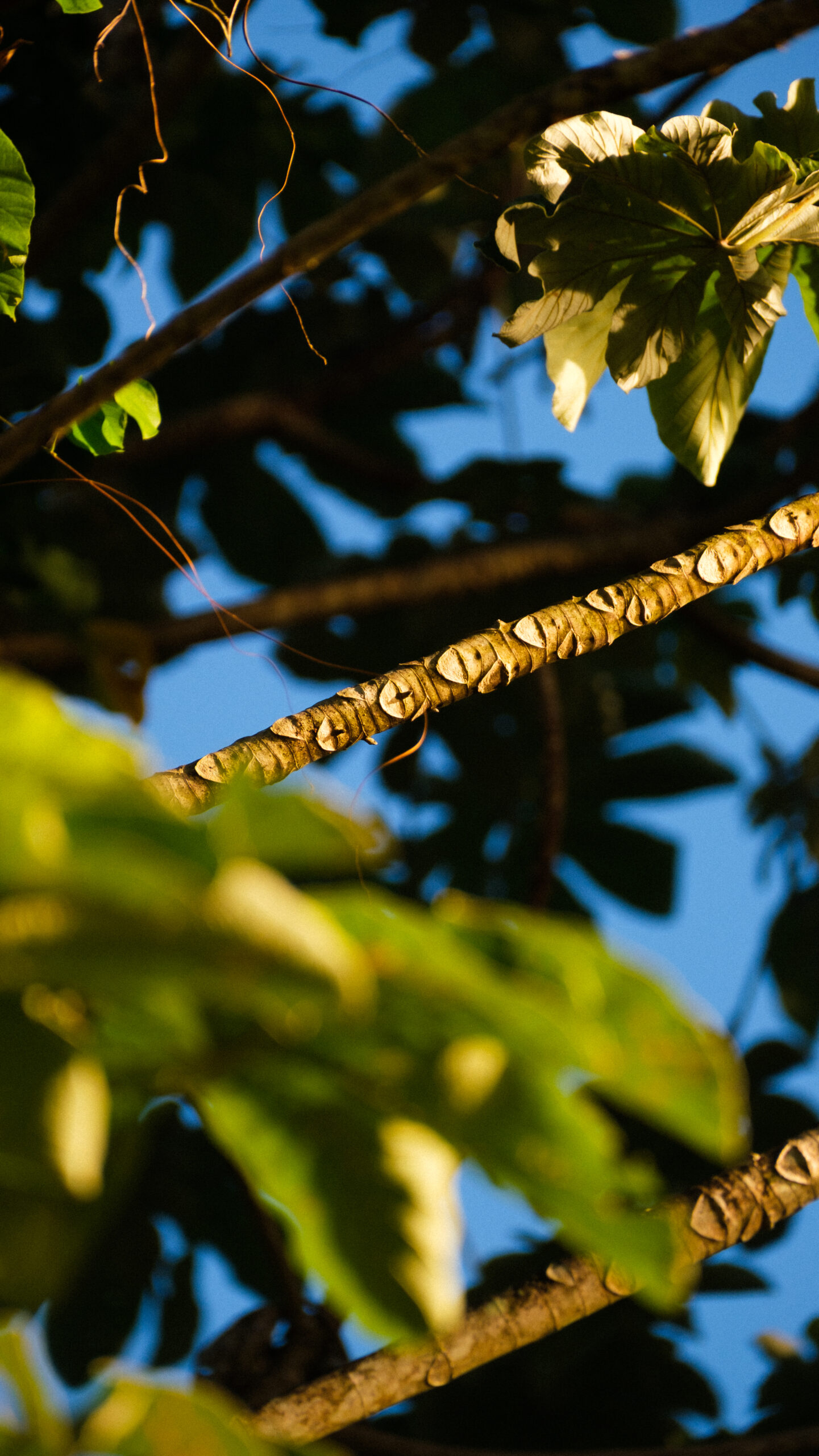 photo-carbet-bois-canon Photo d'une branche de bois canon au Carbet