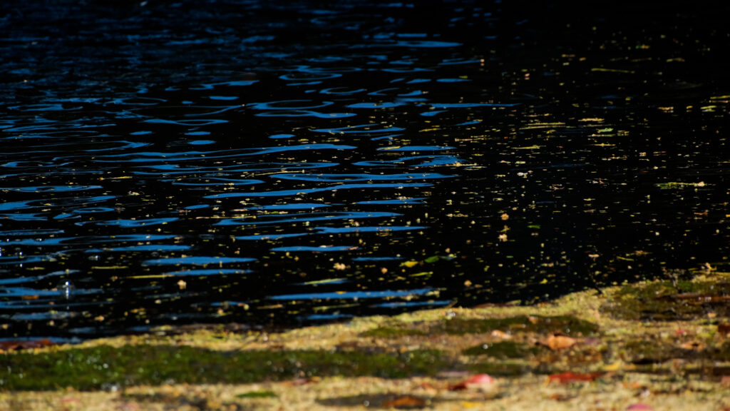 Photo d'une embouchure de rivière au Carbet