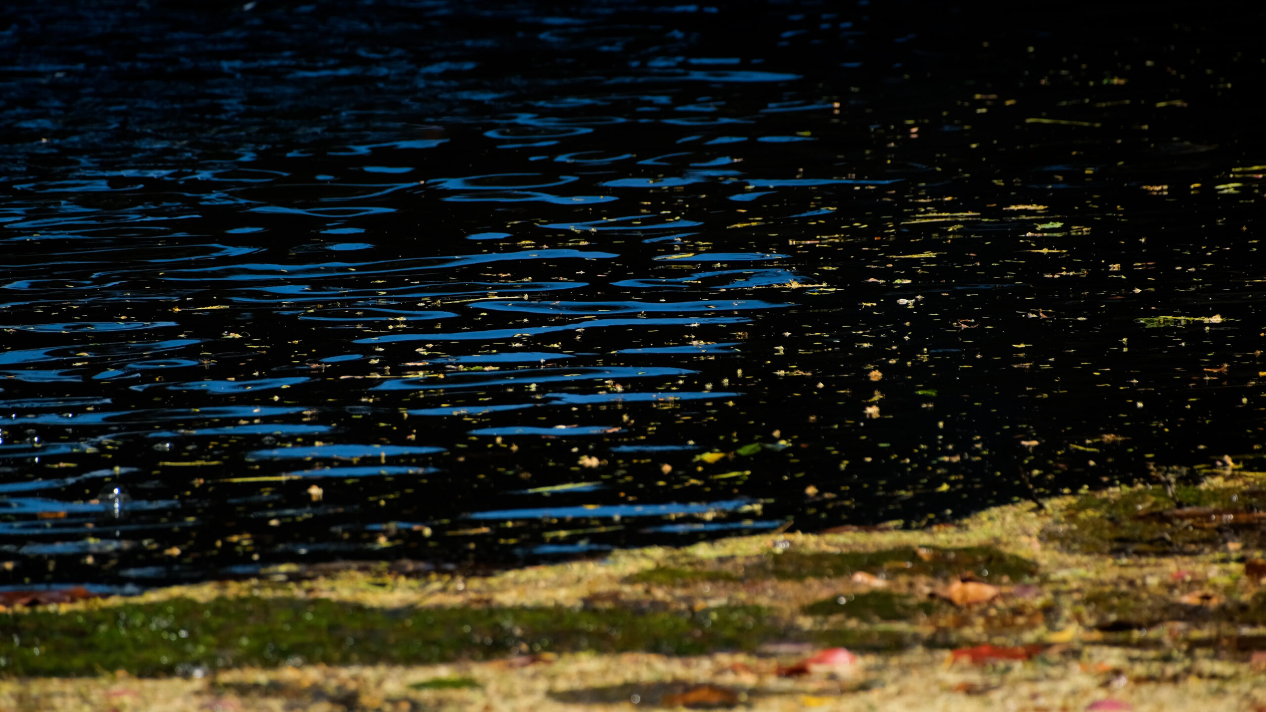 Photo d'une embouchure de rivière au Carbet