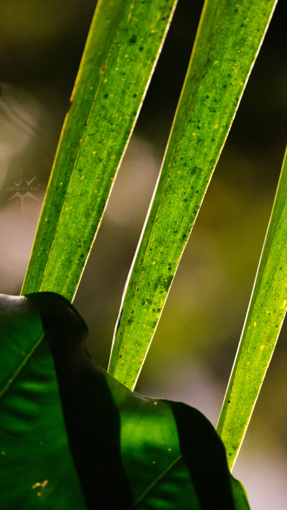 Photo d'une feuille de cocotier macro à Fond Moulin, Martinique