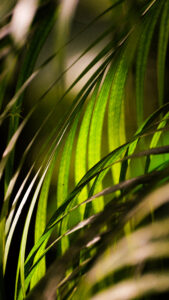 Photo d'une feuille de palmier à Fond Moulin au Carbet