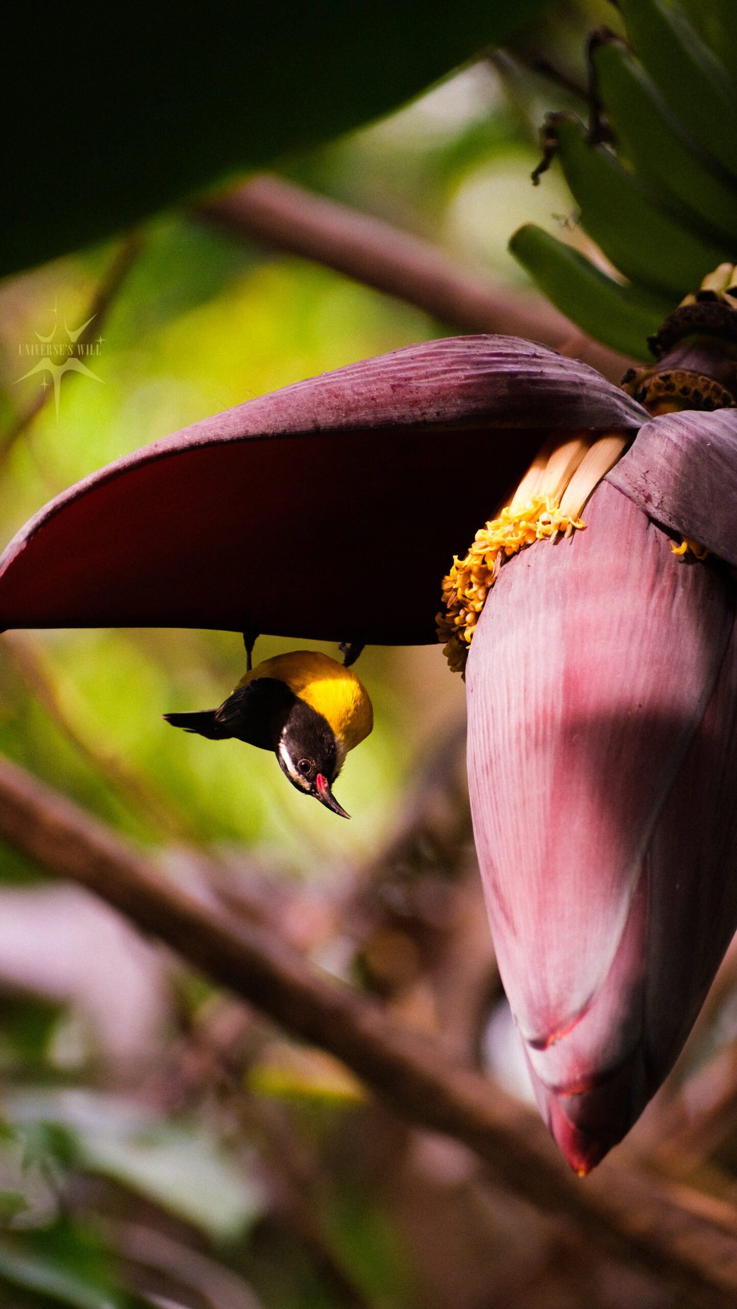 photo-carbet-fond-moulin-sucrier-banane Photo d'un sucrier sur une fleur de bananier au Carbet