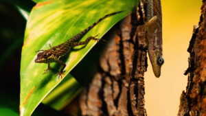 Miniature Youtube L'Equilibre de la Vie