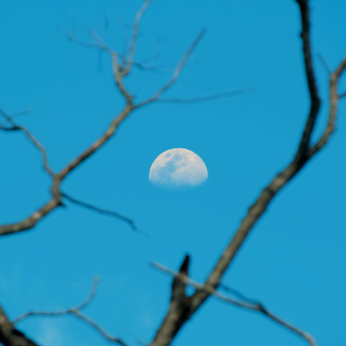 photo-carbet-lune-ciel-bleu-arbre-sec Photo de la Lune dans un ciel bleu
