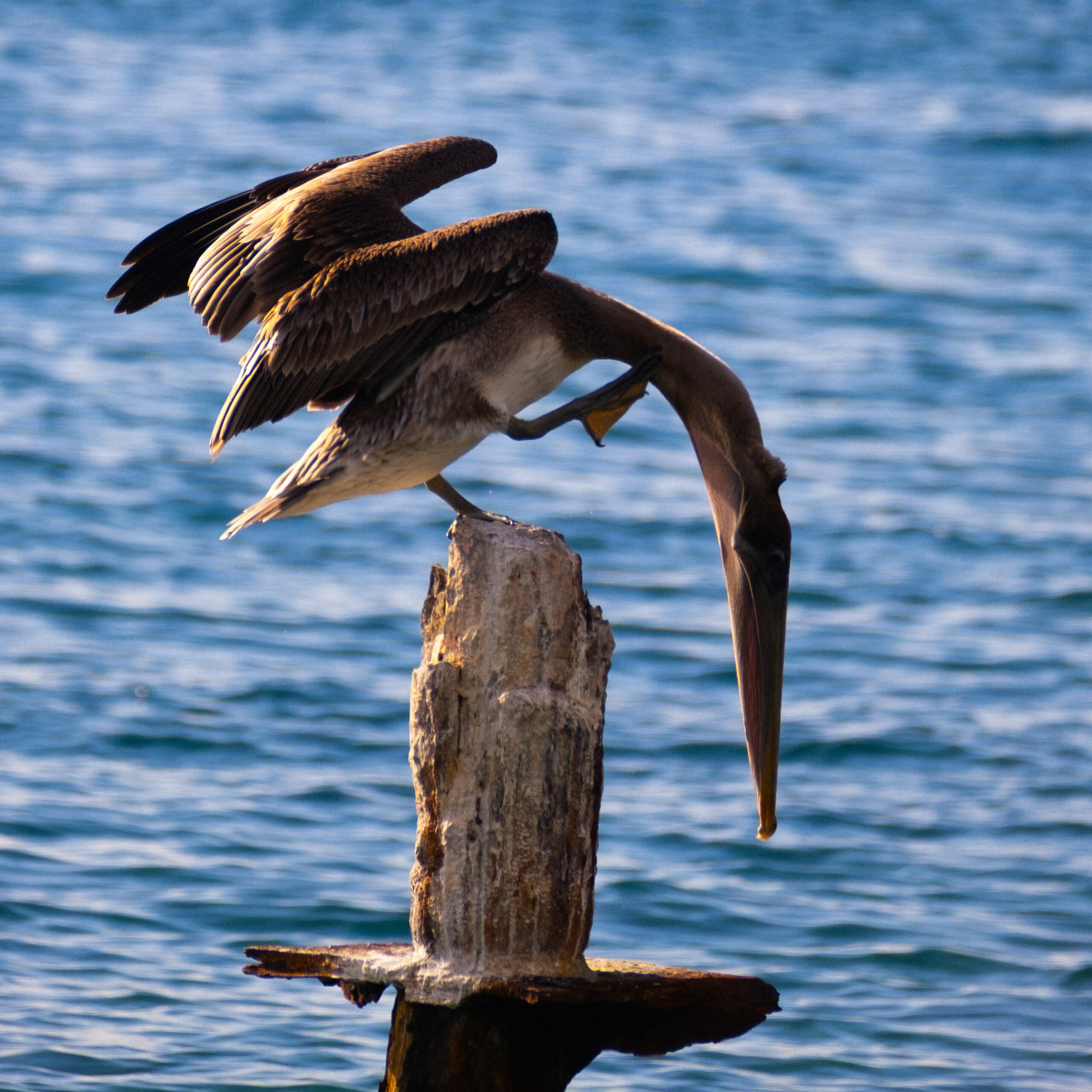 Photo d'un pélican en équilibre sur la plage du Coin au Carbet