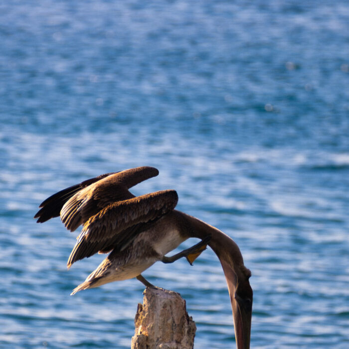 photo-carbet-pelican Photo d'un pélican en équilibre sur la plage du Coin au Carbet