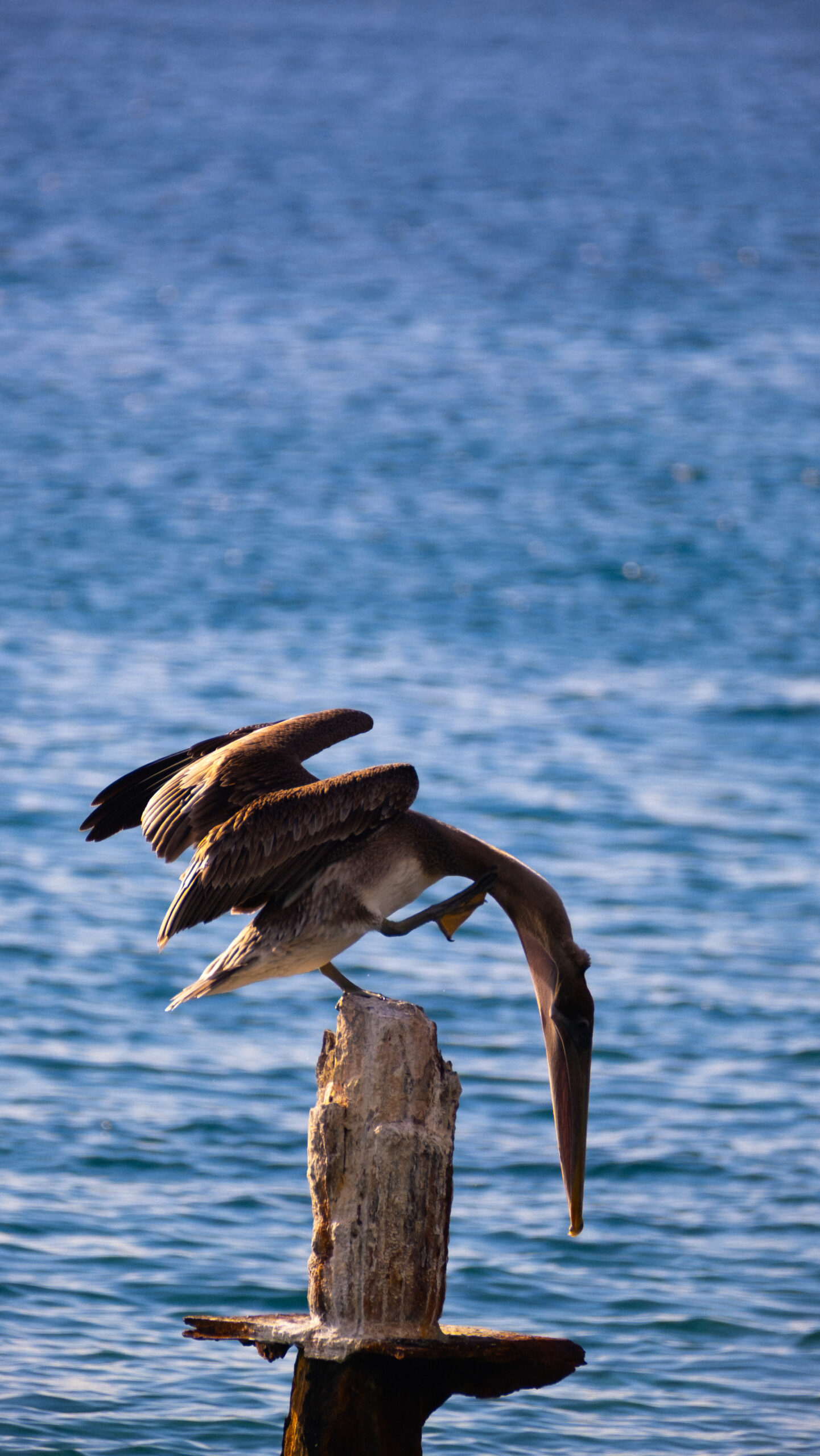 Photo d'un pélican en équilibre sur la plage du Coin au Carbet