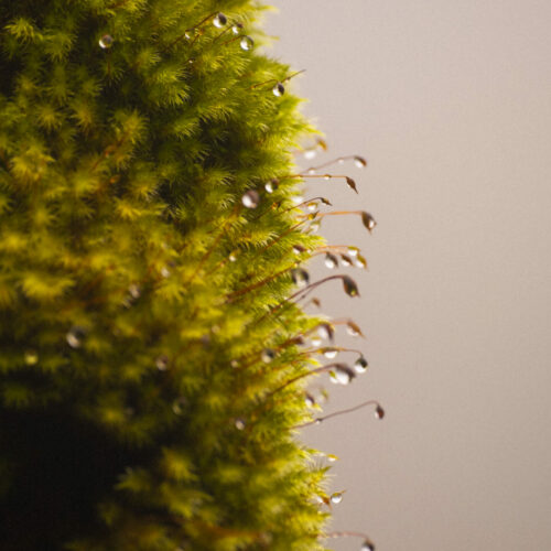 photo-montagne-pelee-mousse-rosee Photo d'une mousse humide à la rosée sur la Montagne Pelée