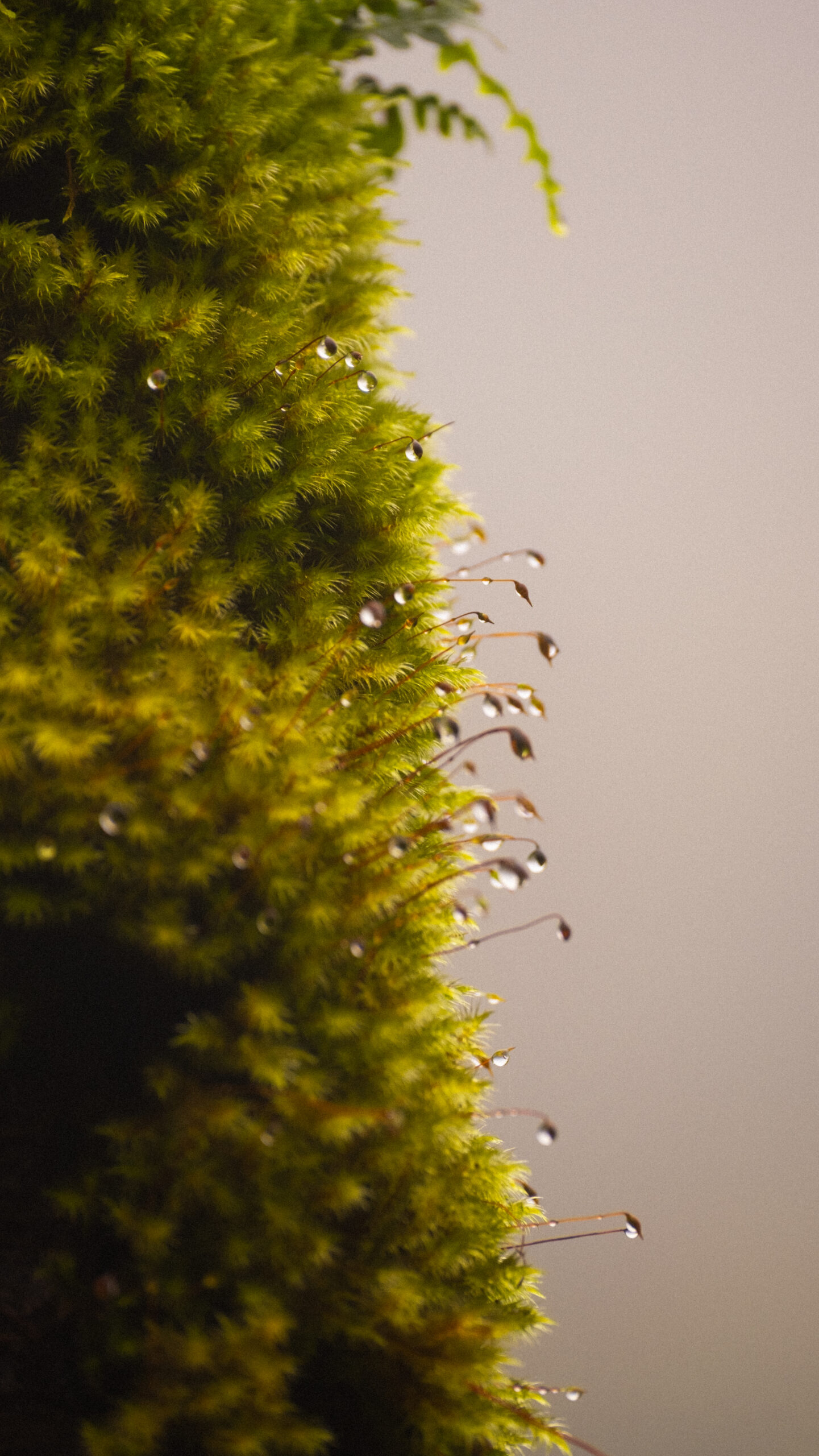 Photo d'une mousse humide à la rosée sur la Montagne Pelée