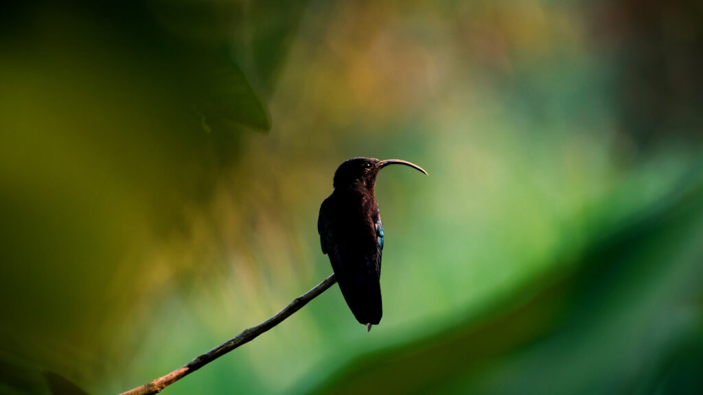 Photo d'un colibri au Morne-Vert, Martinique