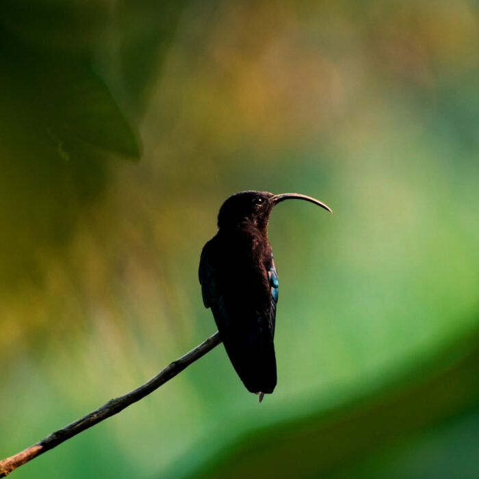 photo-morne-vert-colibri-perche Photo d'un colibri au Morne-Vert, Martinique