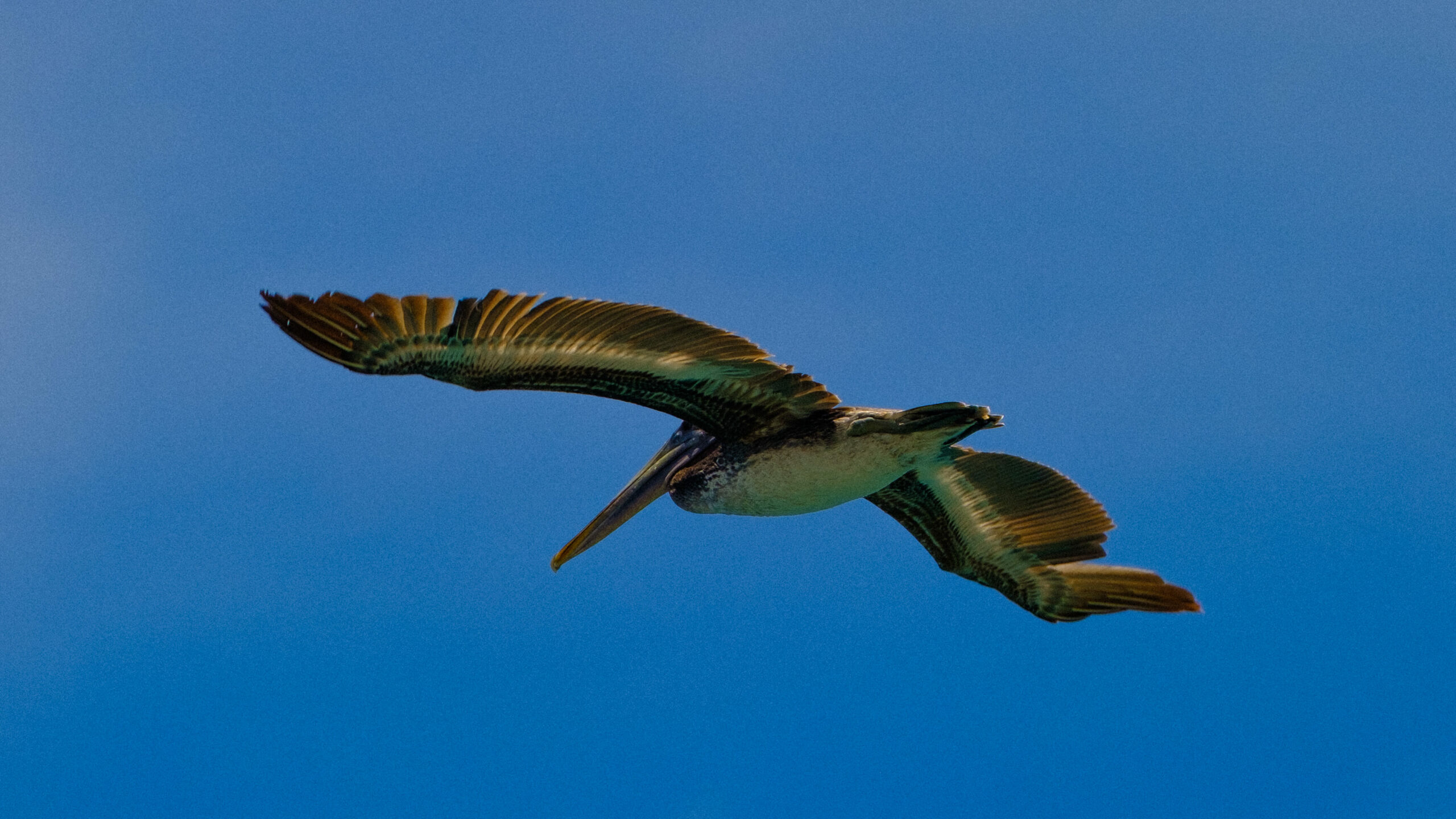 Photo d'un pélican au vol au Précheur