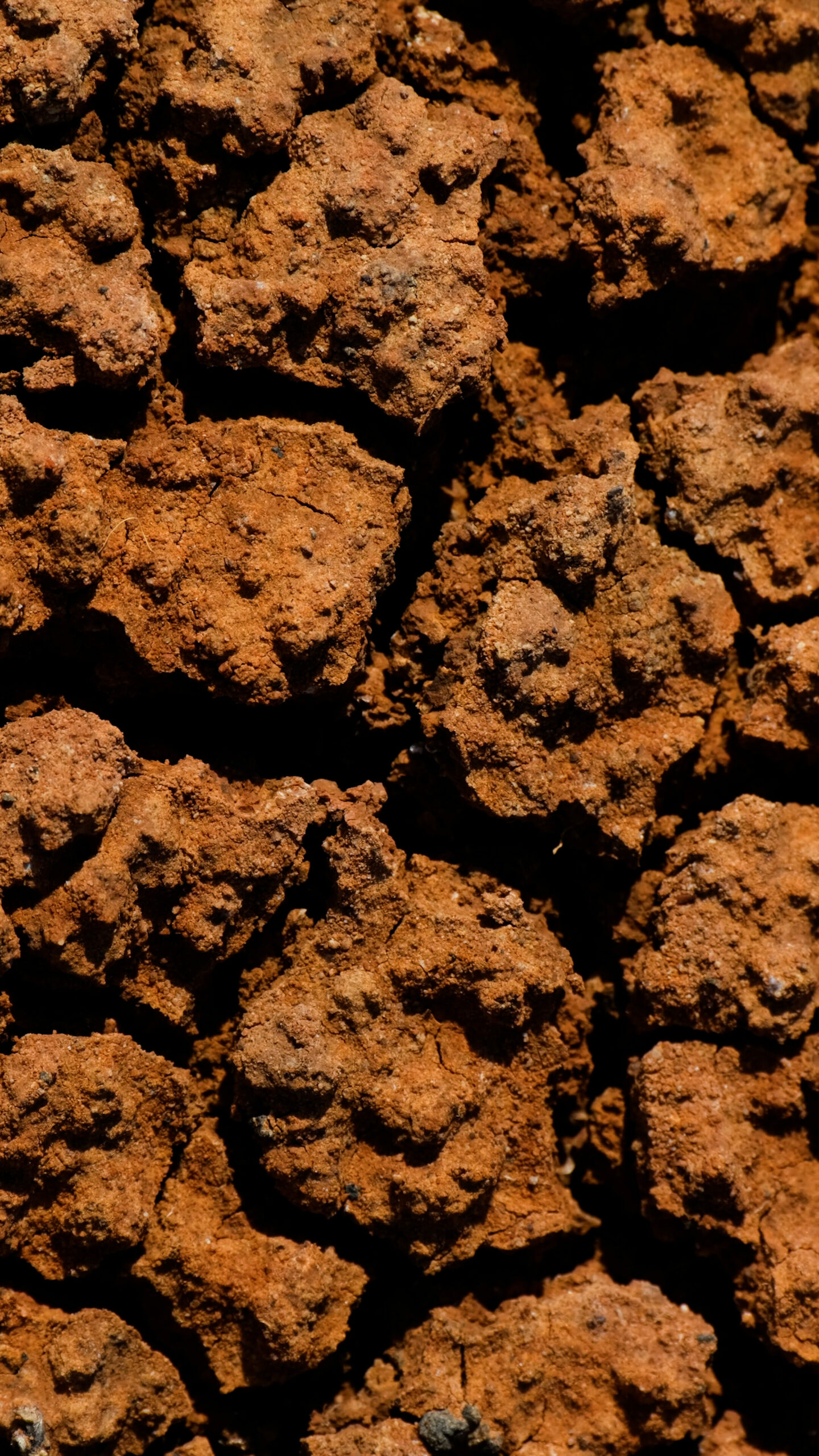 Photo de la terre argileuse de la Savane des Pétrifications