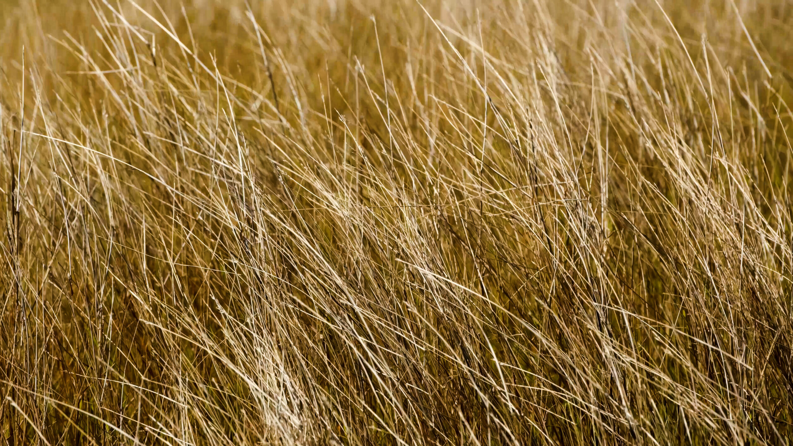 Photo d'herbes sèches à la Savane des Pétrifications