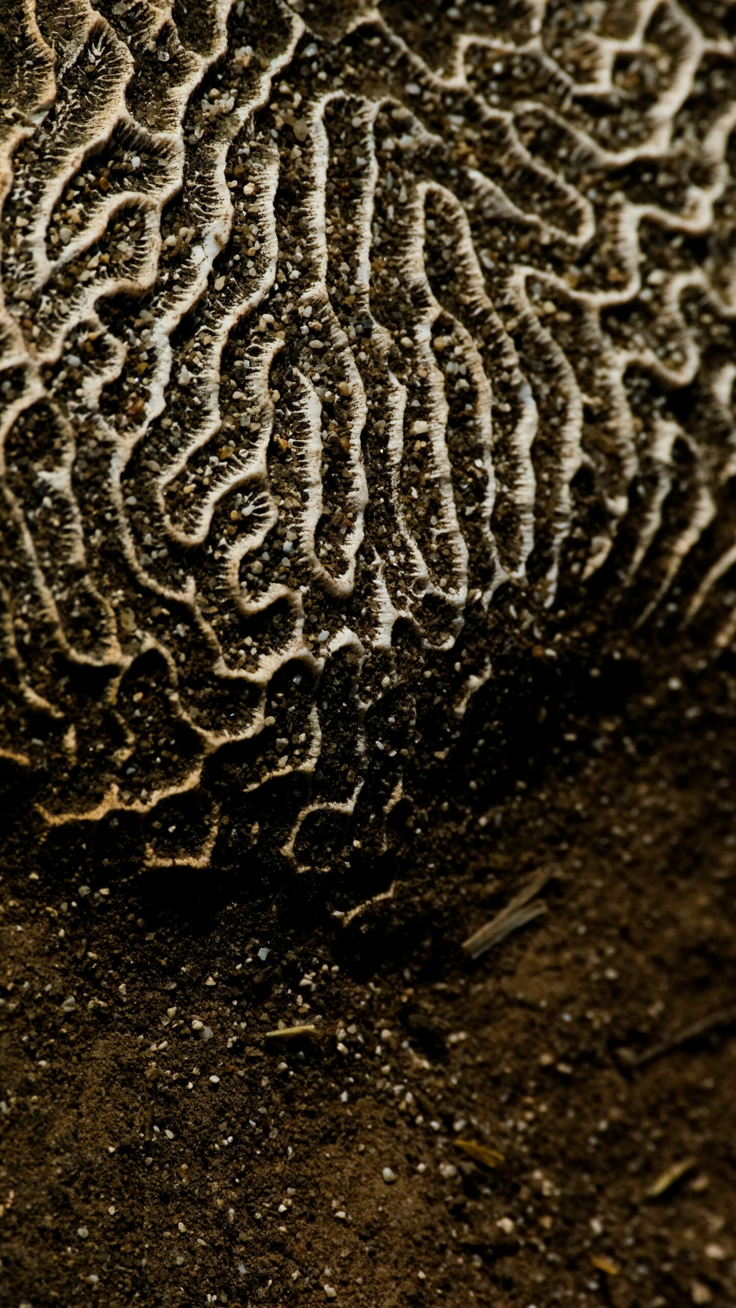 Photo d'un corail enfoui dans la terre à la Savane des Pétrifications